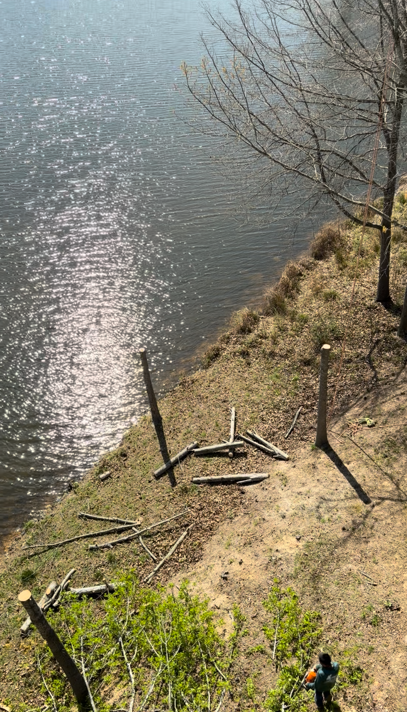 Tree Clearing — Lakeside