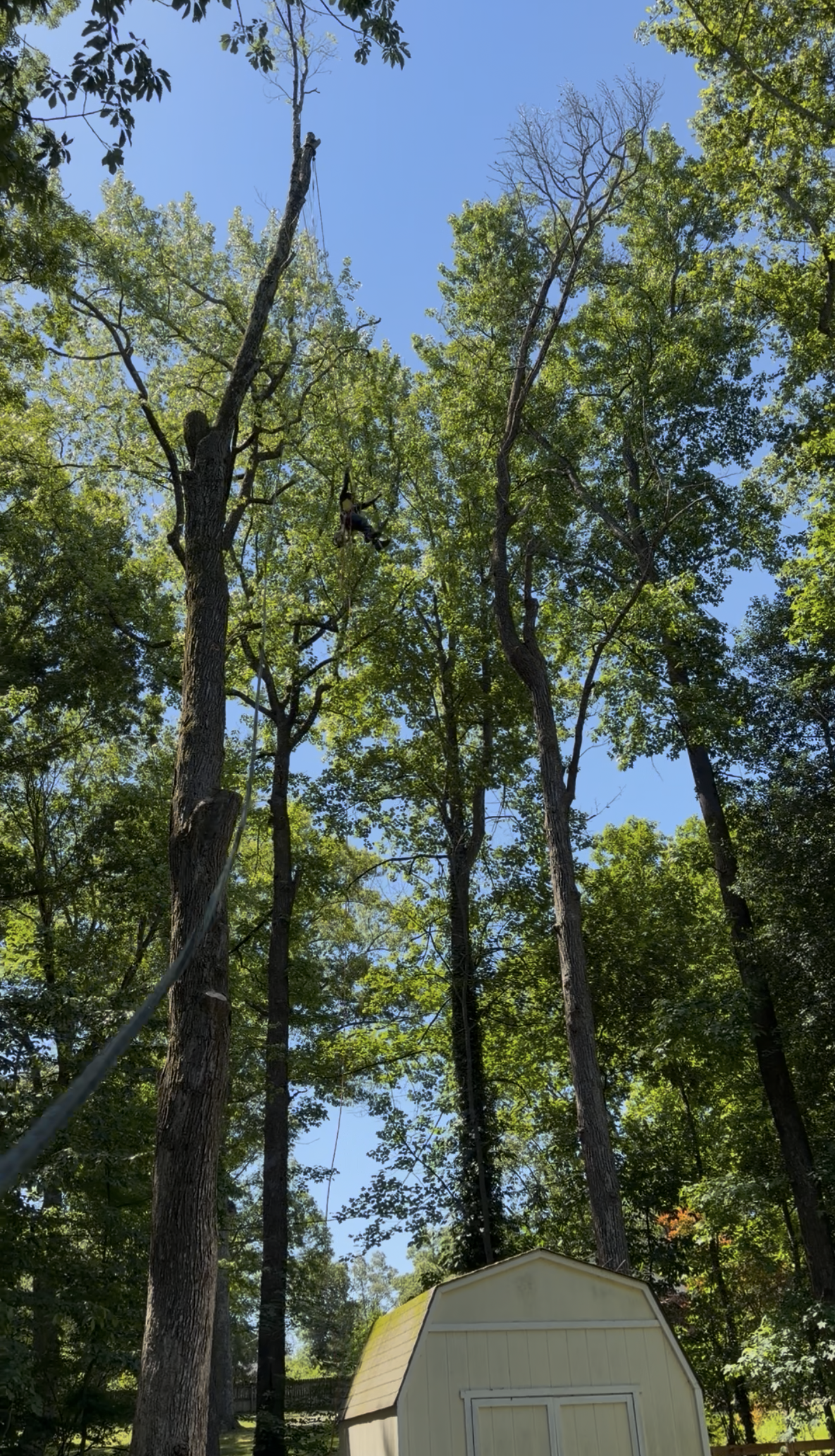 Tree Work Near Shed