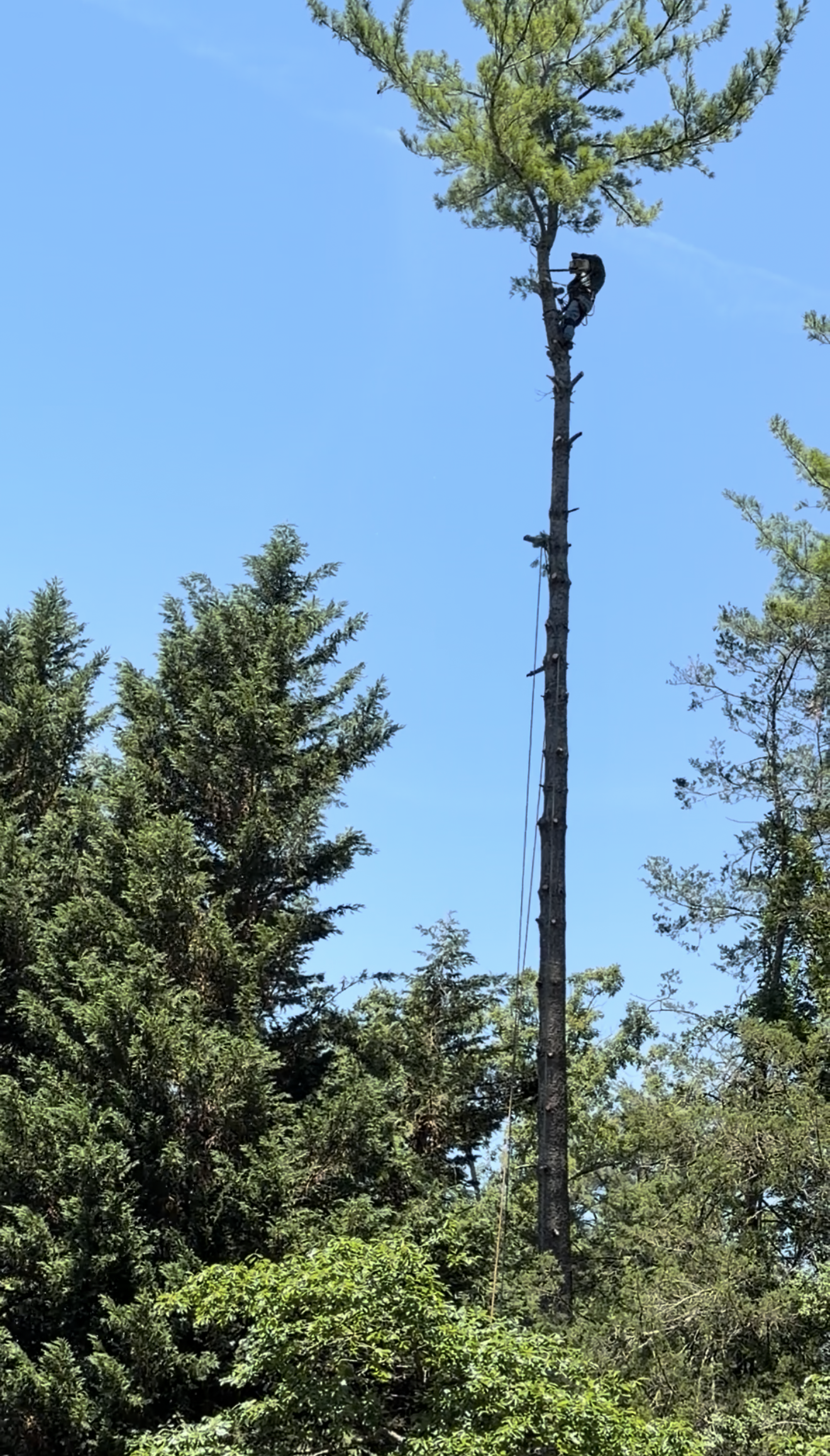 Climbing a Tall Pine