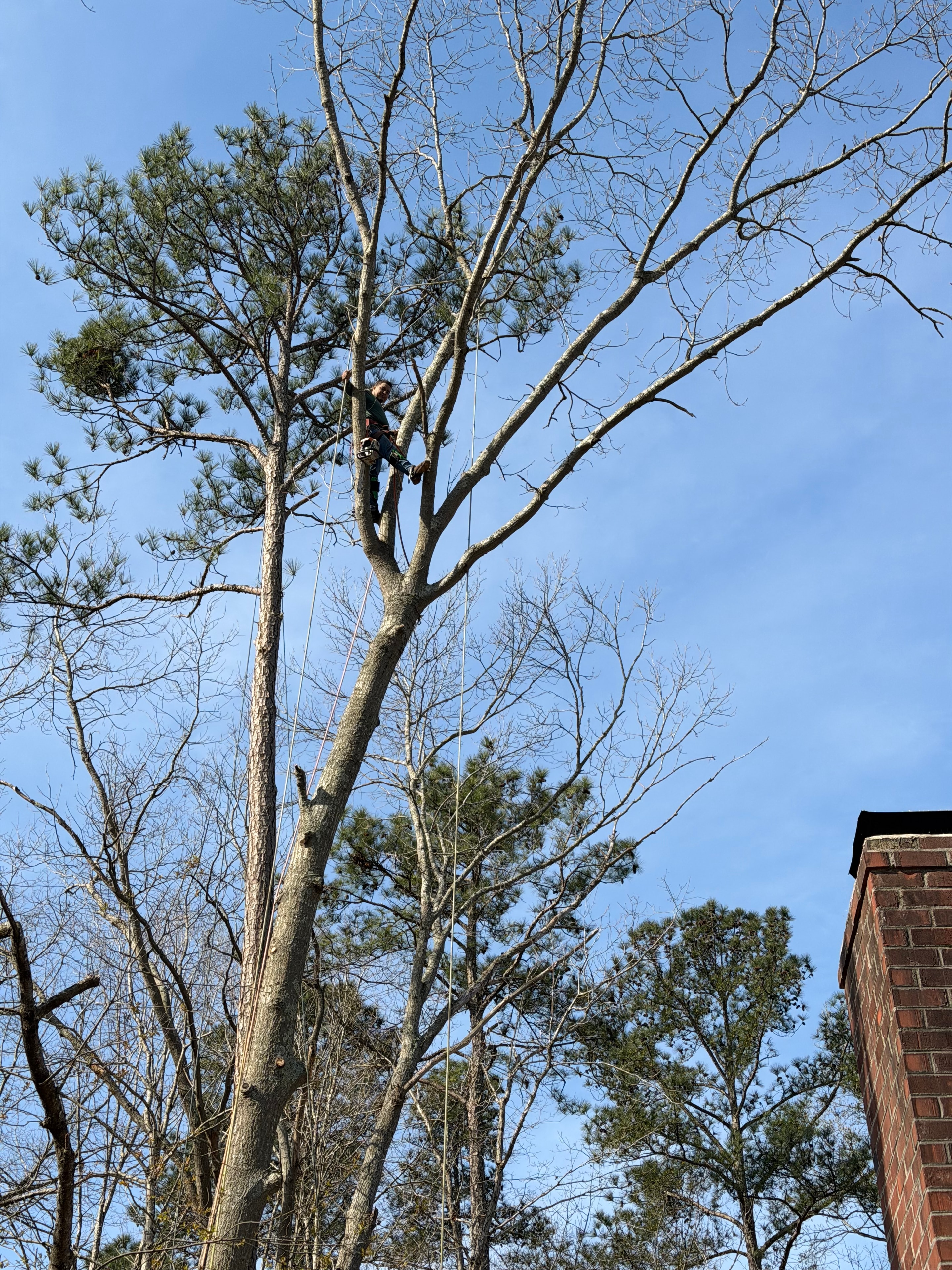 Aerial Tree Pruning