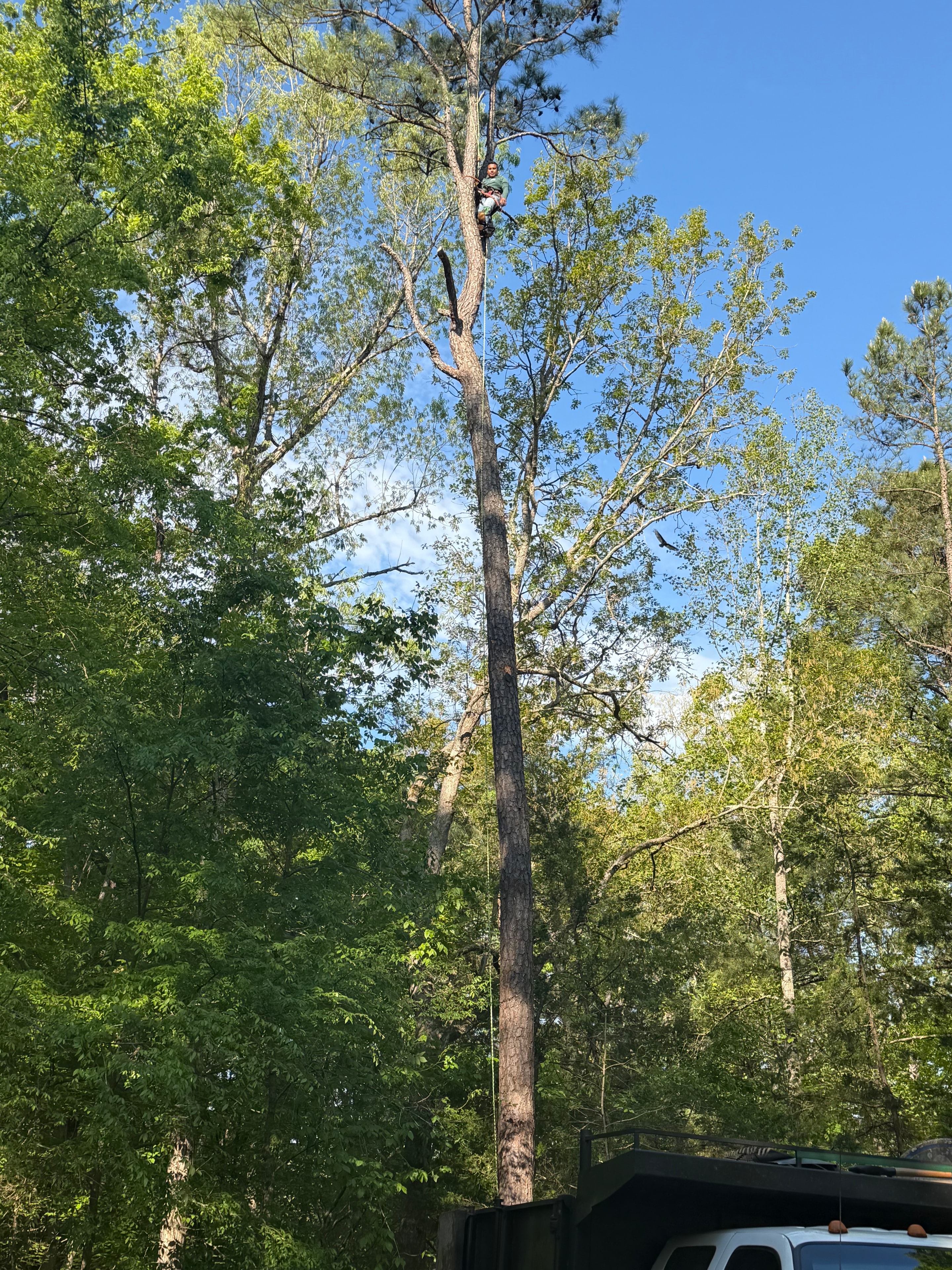 Canopy Tree Removal
