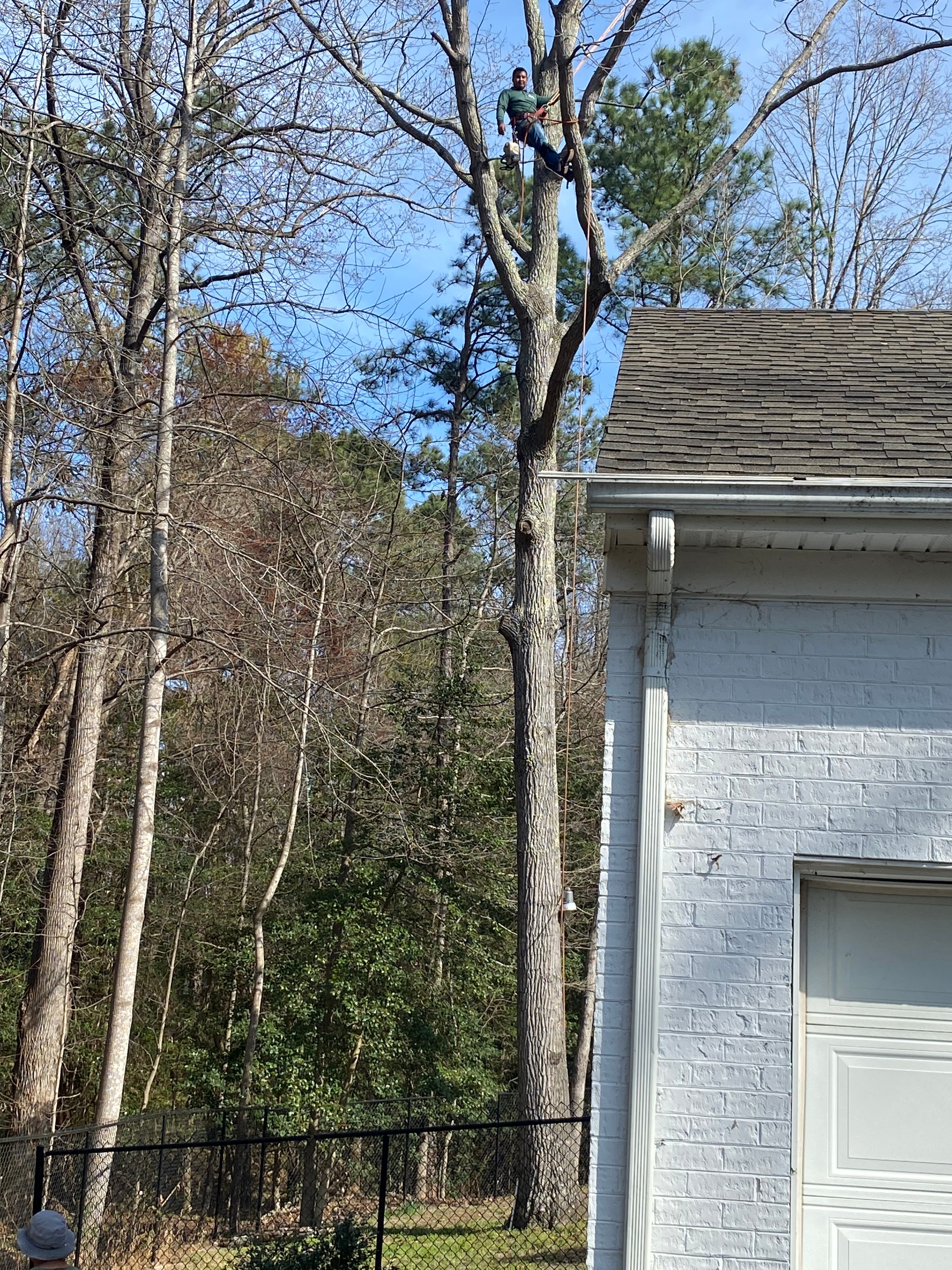 Tree Removal Near Home