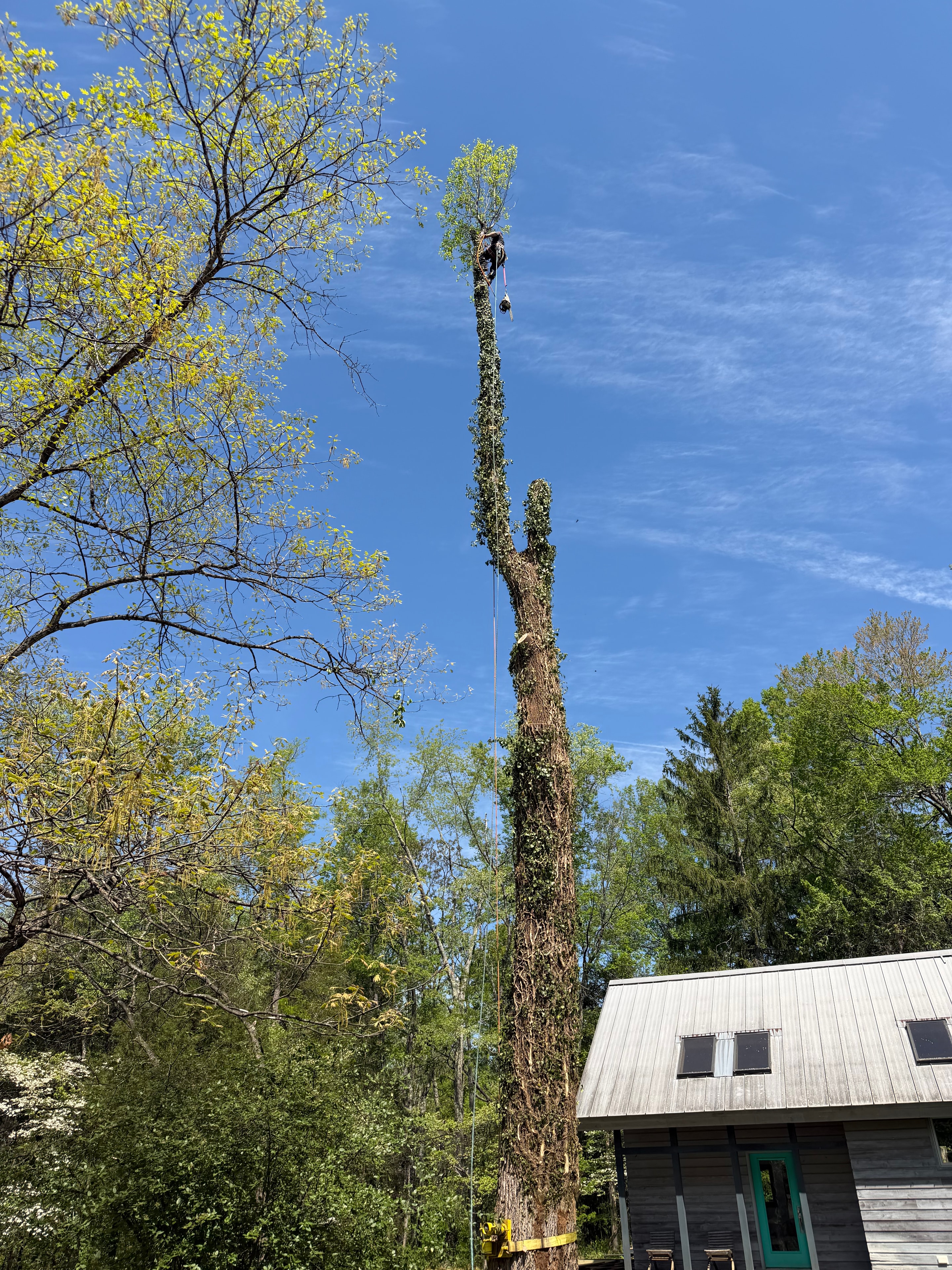 Tall Tree Removal
