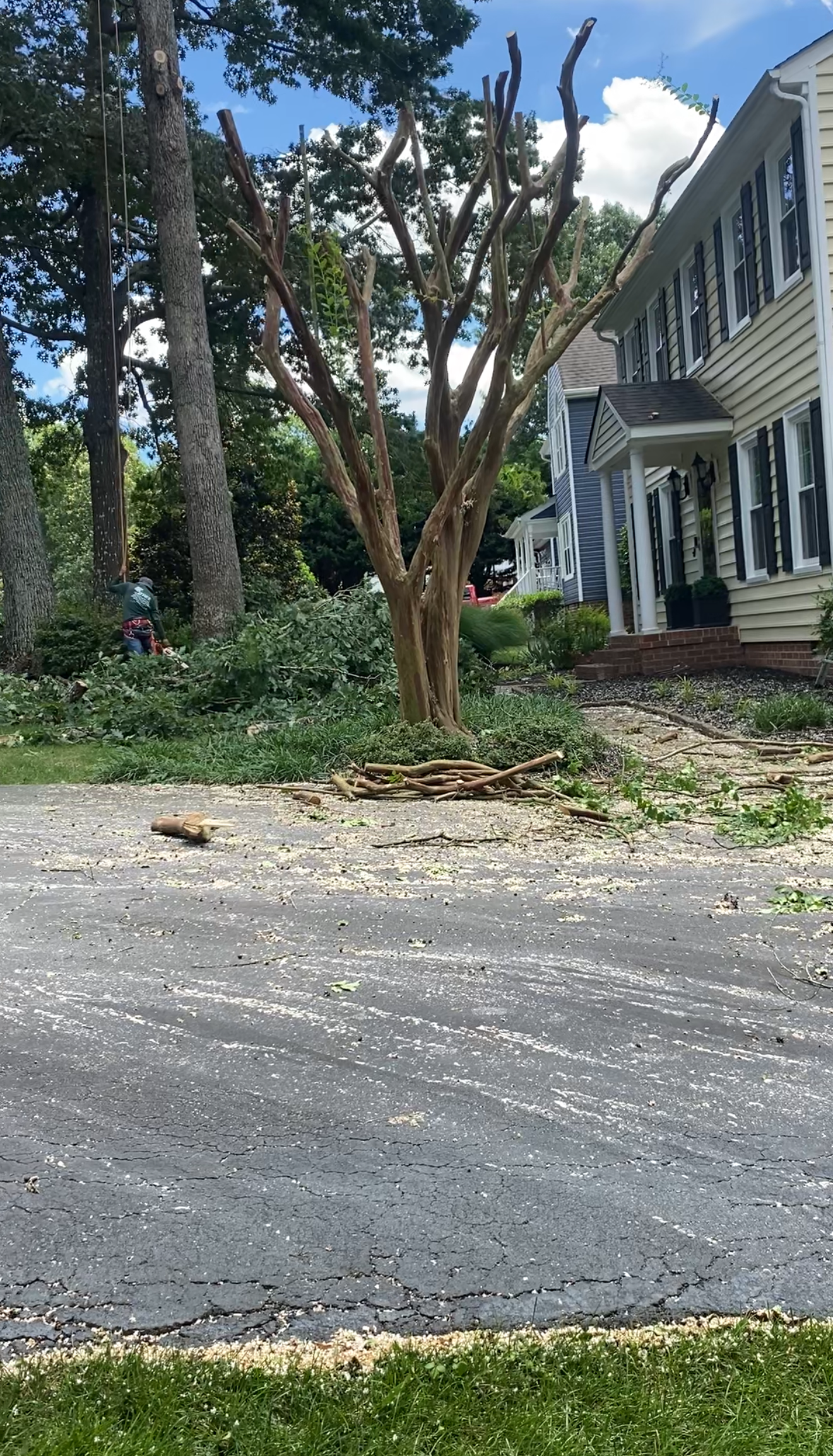 Tree Topping — Residential